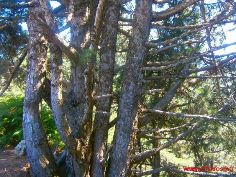 Az öreg falu, a vén platán és a folyók meséje